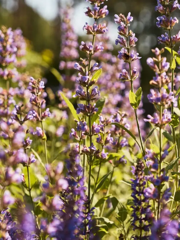 Close-up of purple flowers, probably lavender.
