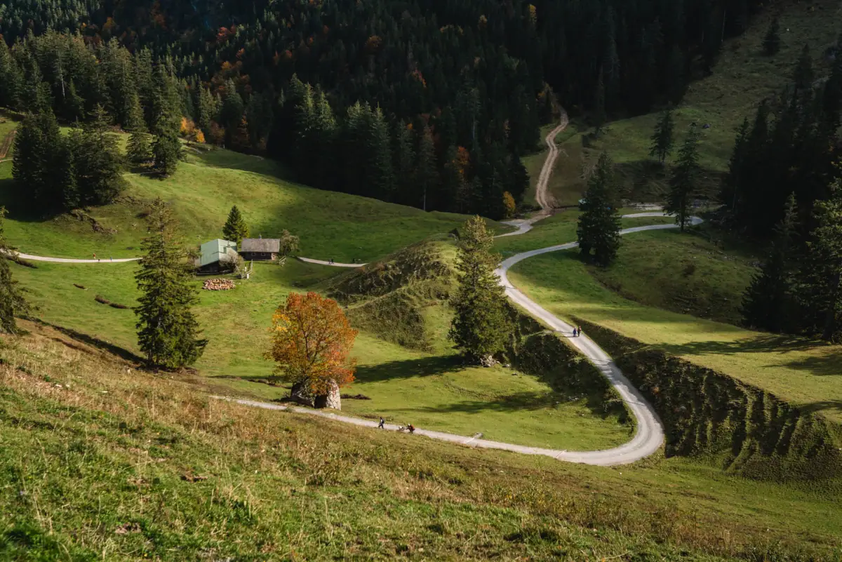 A winding road in a grassy area with trees and a house.