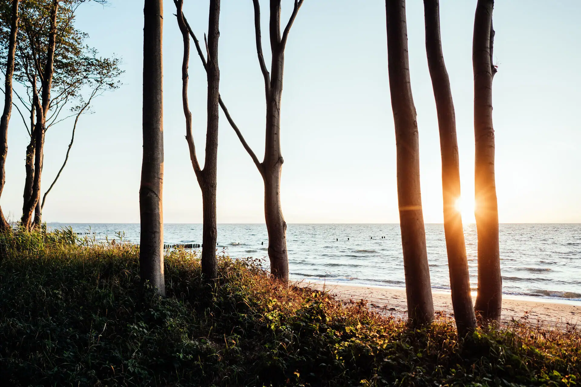 A group of trees on the beach in sunlight.