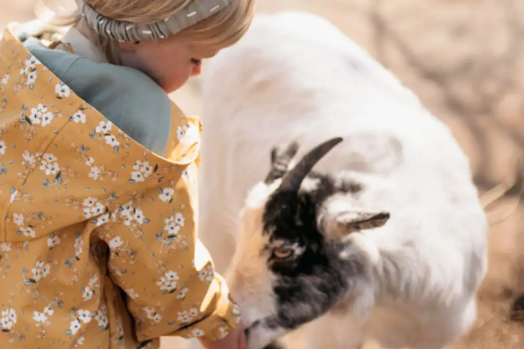 A child strokes a goat.