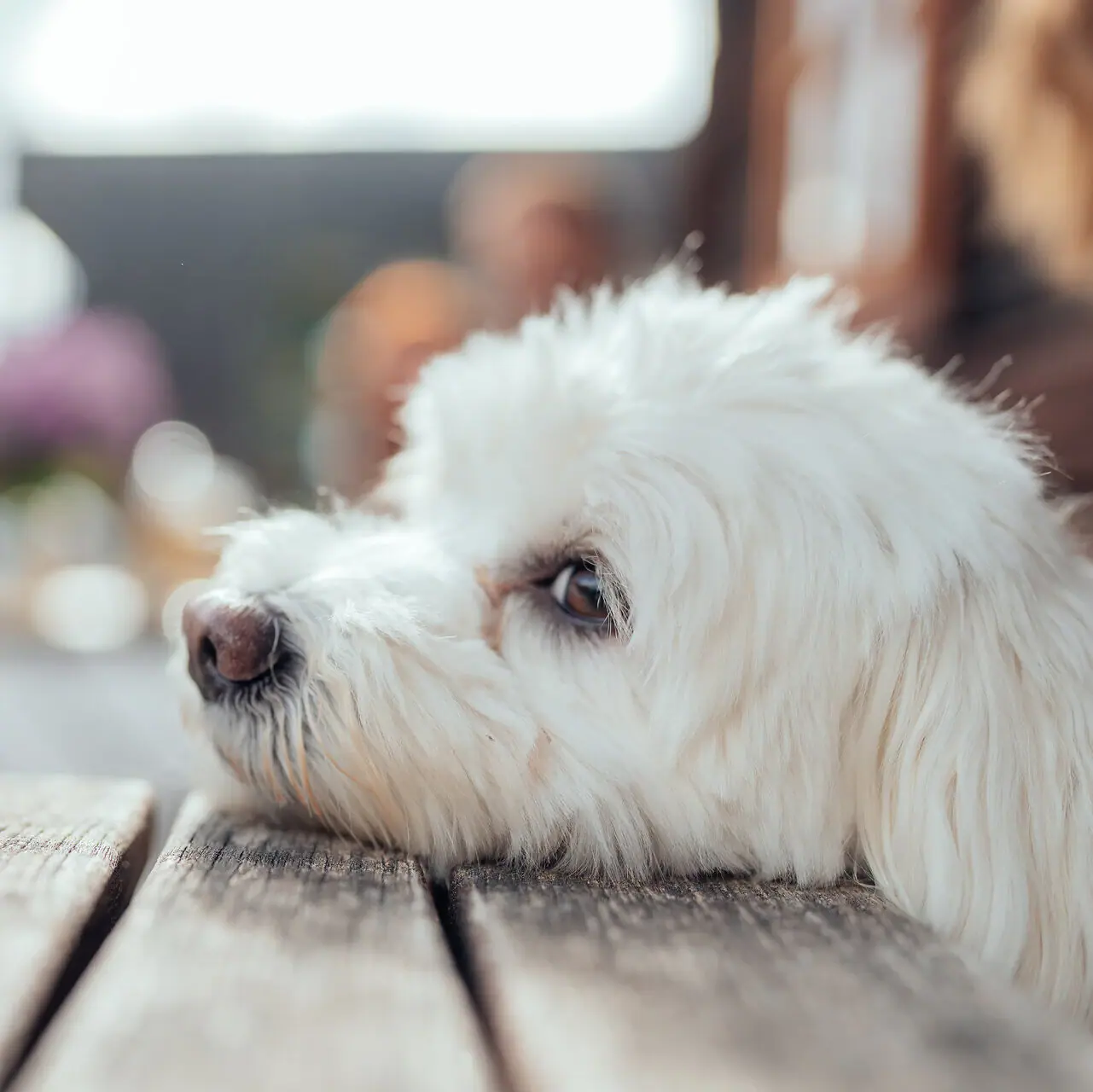 Holidays with your dog in Ruhpolding A dog is lying with its head on a table.
