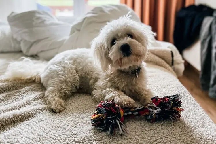 A terrier lies on a bed with a toy.