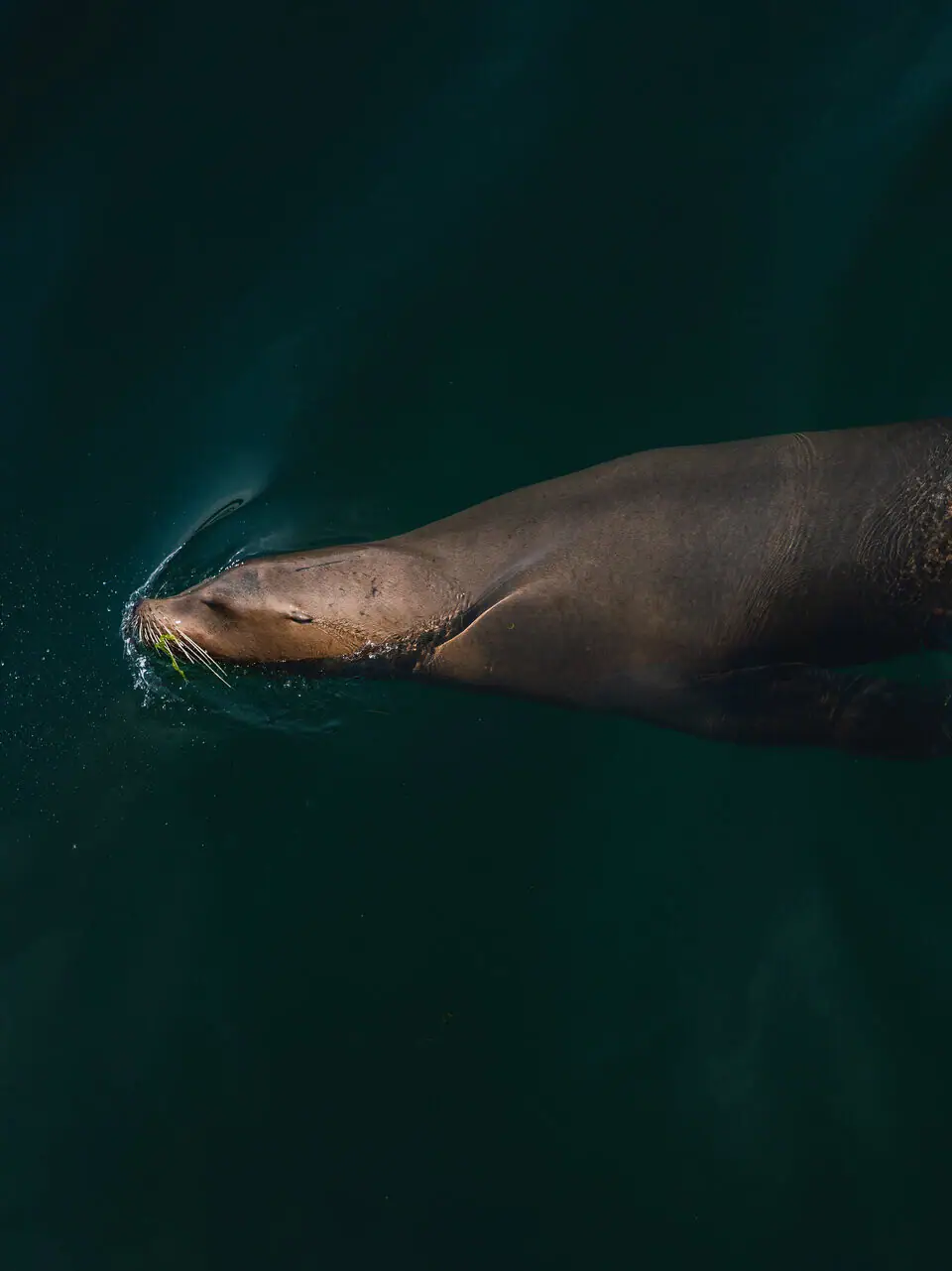 A seal swims in the water.