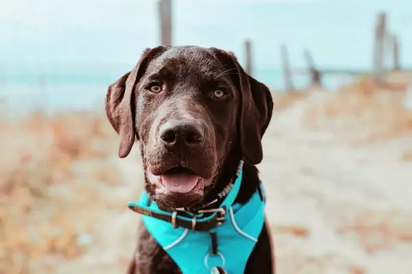 A brown dog with a blue bandana on the beach.