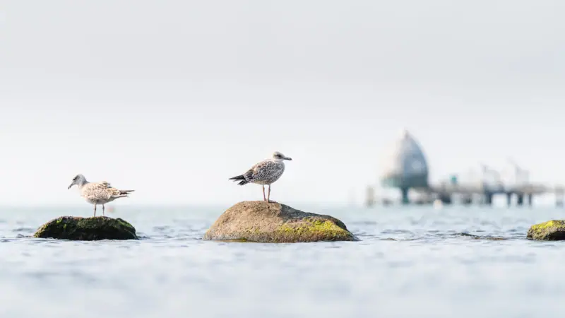 Birds standing on a rock in the water.