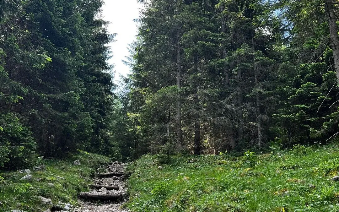 A stone path leads up a grassy hill, lined with trees.