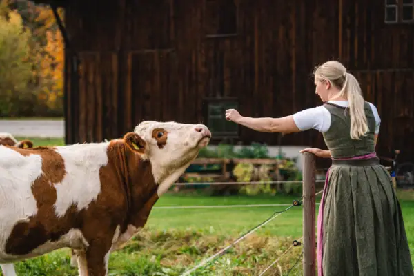 A woman stroking a cow outdoors.