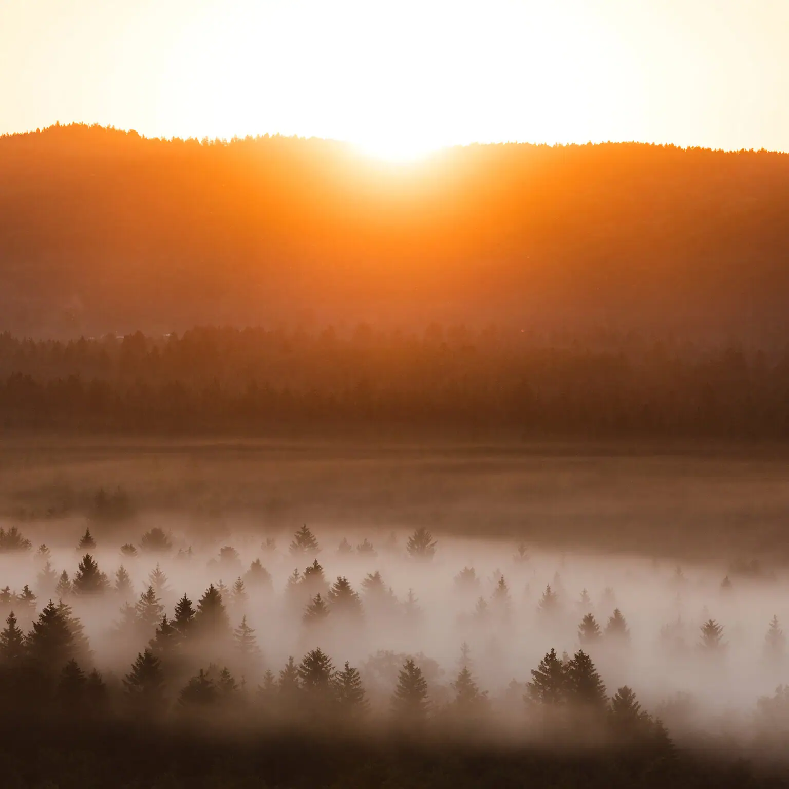 Foggy landscape with trees and mountains in the background.