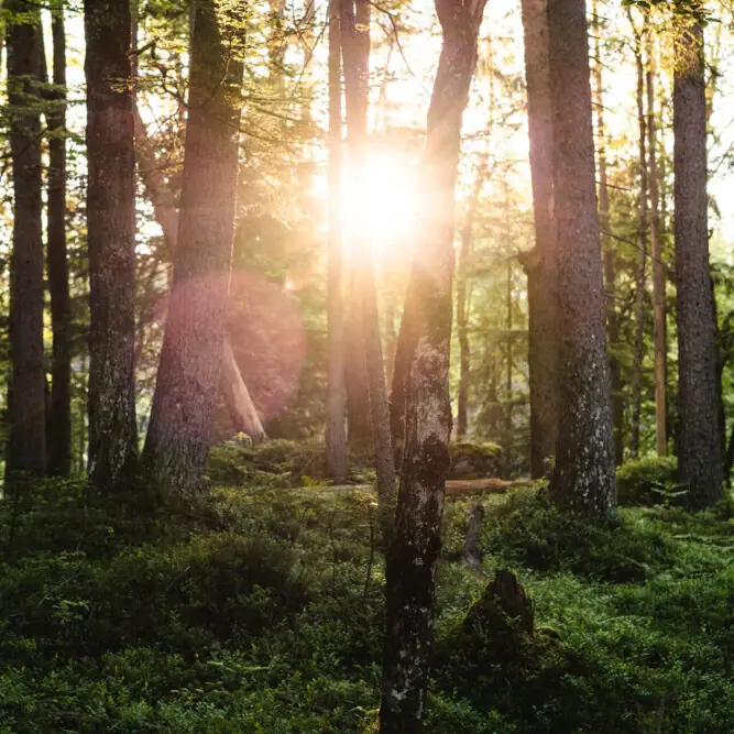 Forest Sun shining through trees in a forest.
