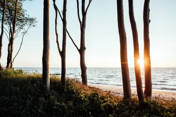 A group of trees on the beach.