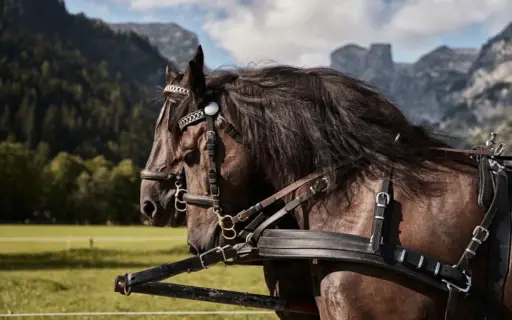 Two horses in harnesses in a meadow.