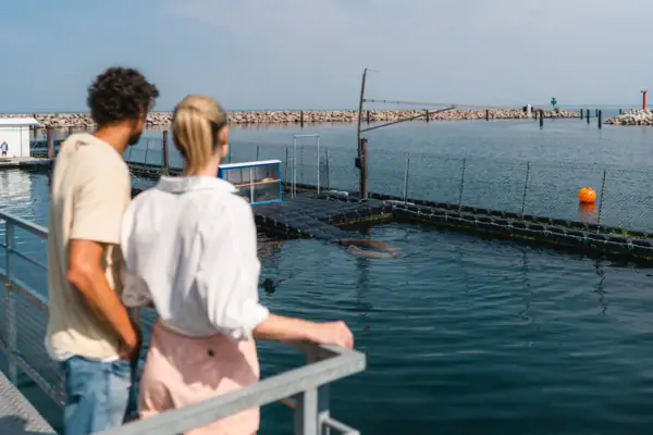 Warnemünde Eine Gruppe von Menschen betrachtet eine Robbe im Wasser.