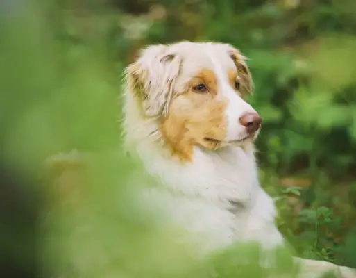 A dog sits in the grass between bushes in the forest.