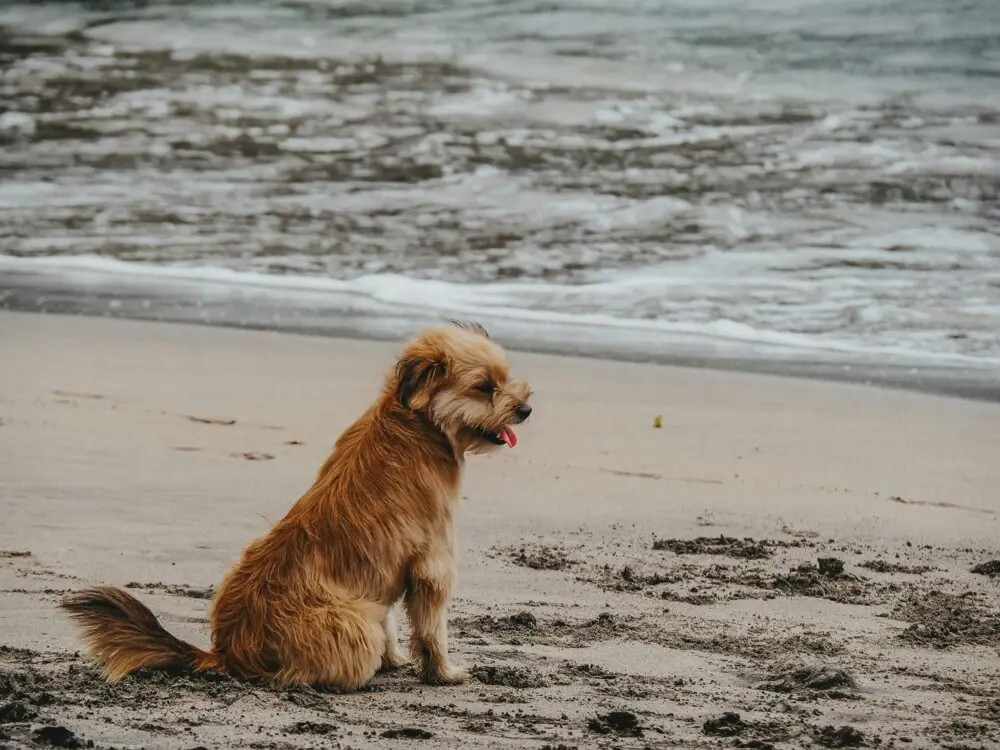 A dog sits on the beach.