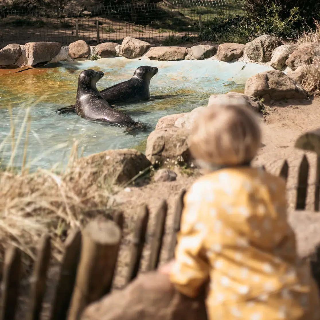 A little girl stands at a seal enclosure in the zoo. 