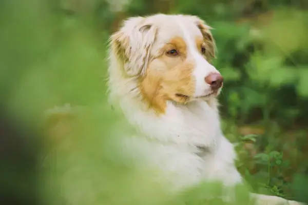 A white dog sits between bushes in the forest.