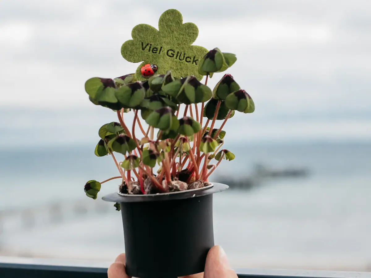 One person is holding a flower pot with a ladybird on it.