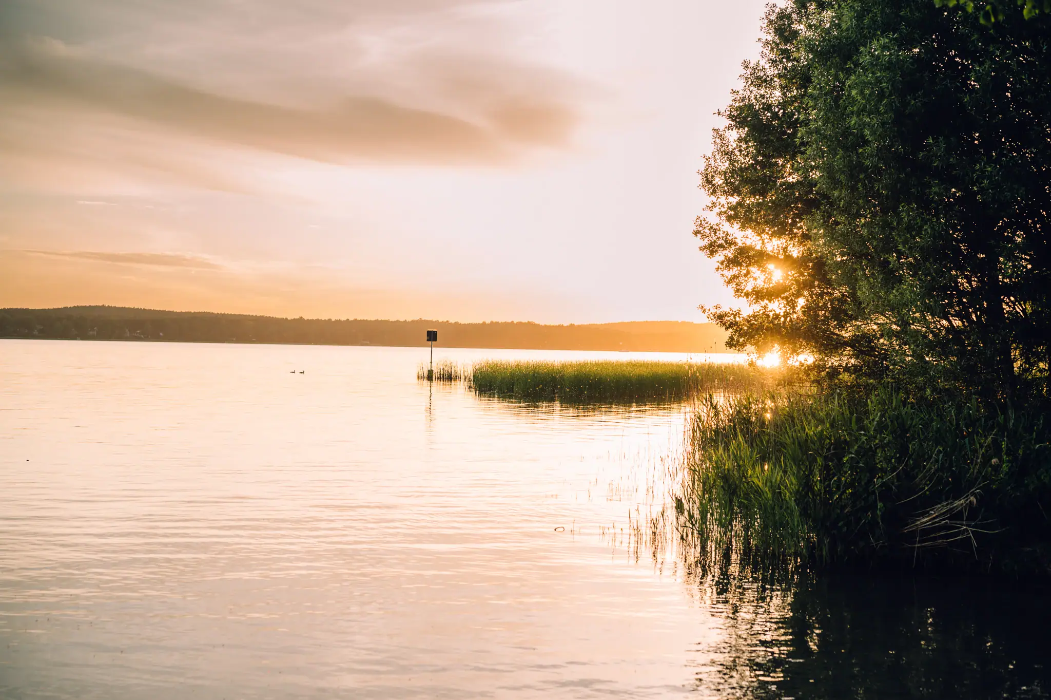 A body of water with grass and trees in the background.