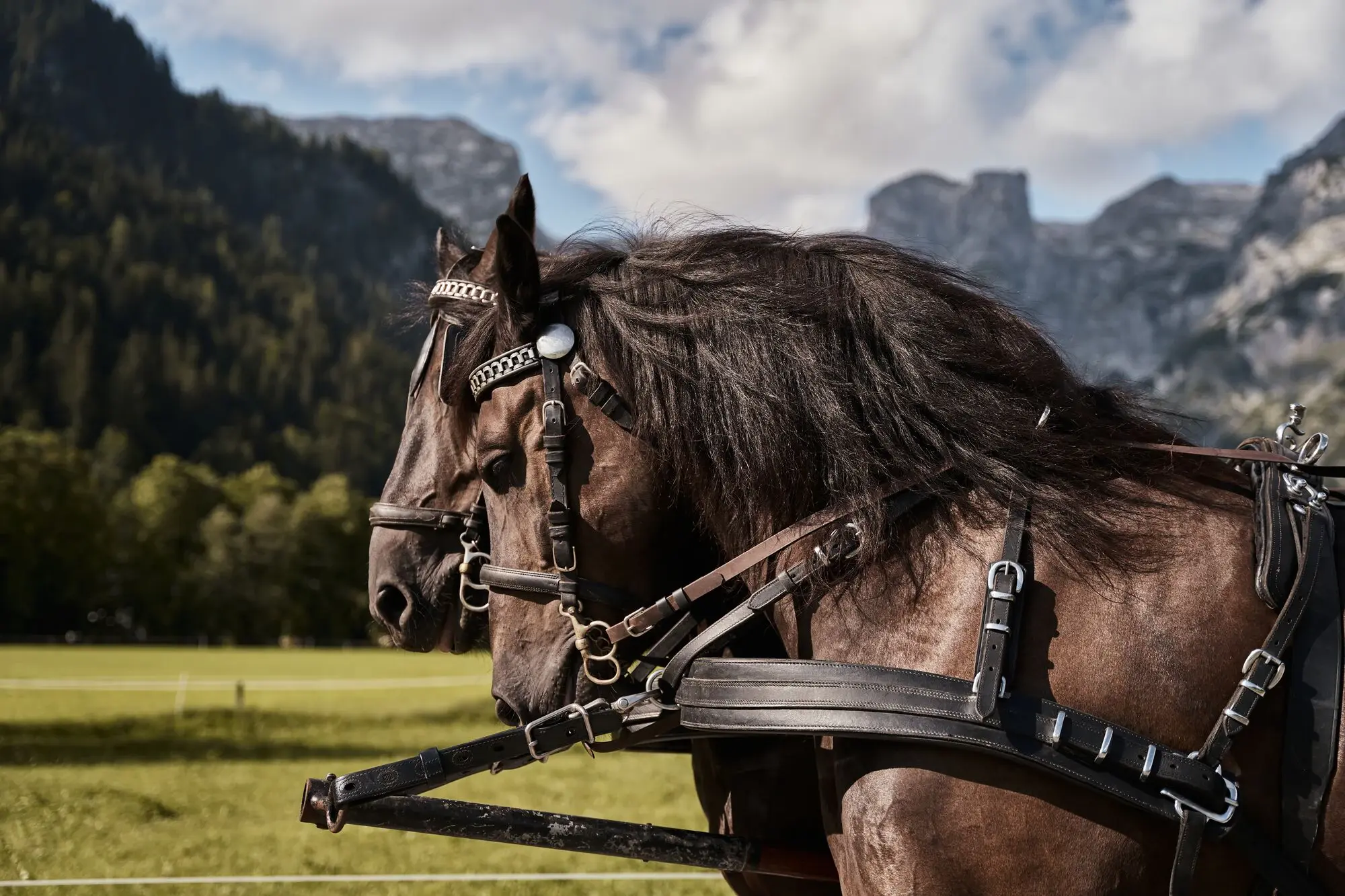 Two horses in a harness in a meadow with mountains in the background.