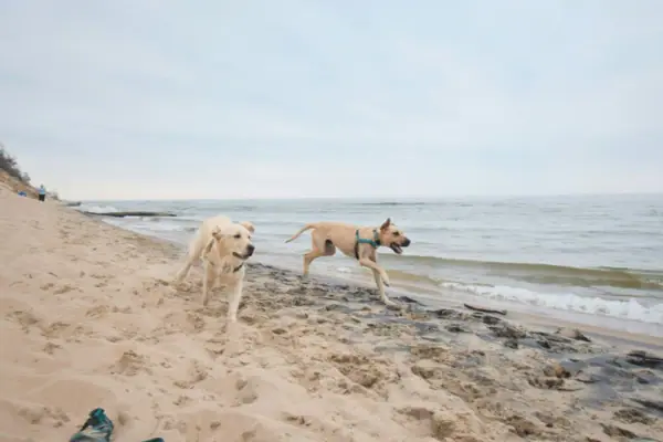 Two dogs running on the beach.