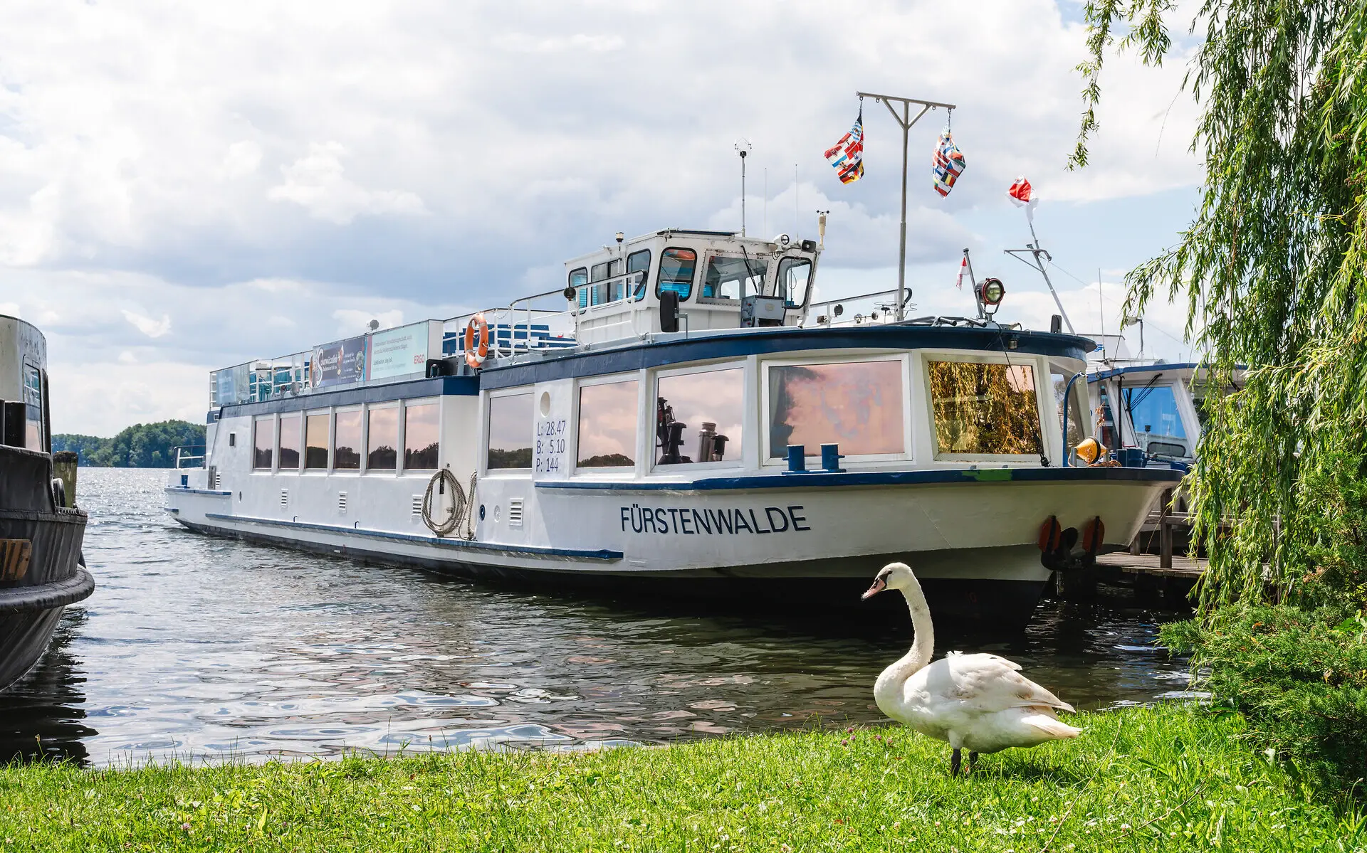 A passenger boat moored at a green meadow. A swan walks across the meadow and part of a willow hangs in the picture. The sun shines warmly on the calm water. 