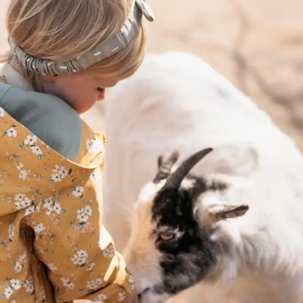 A child is stroking a goat.