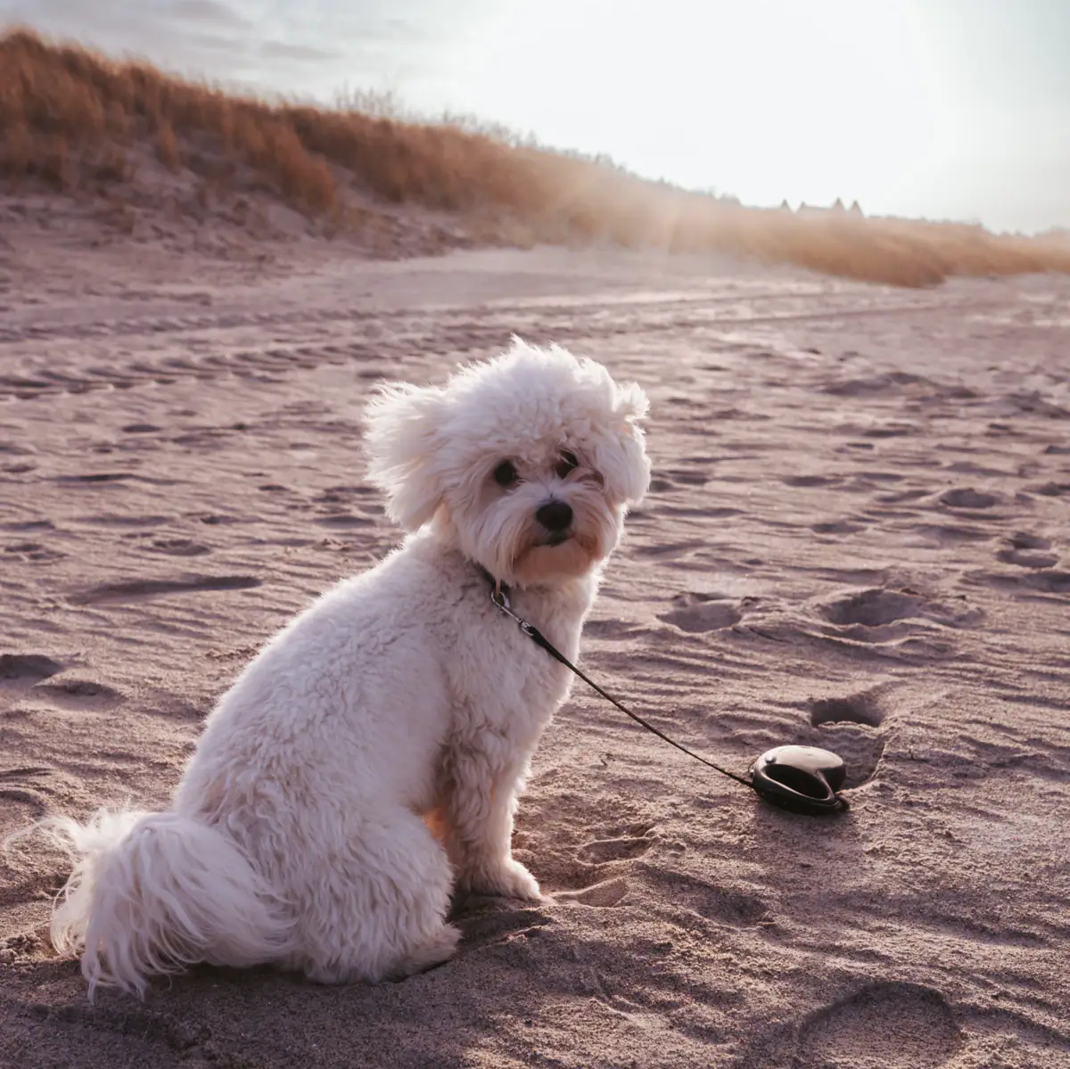 Dog on the beach A dog on a lead on the beach.