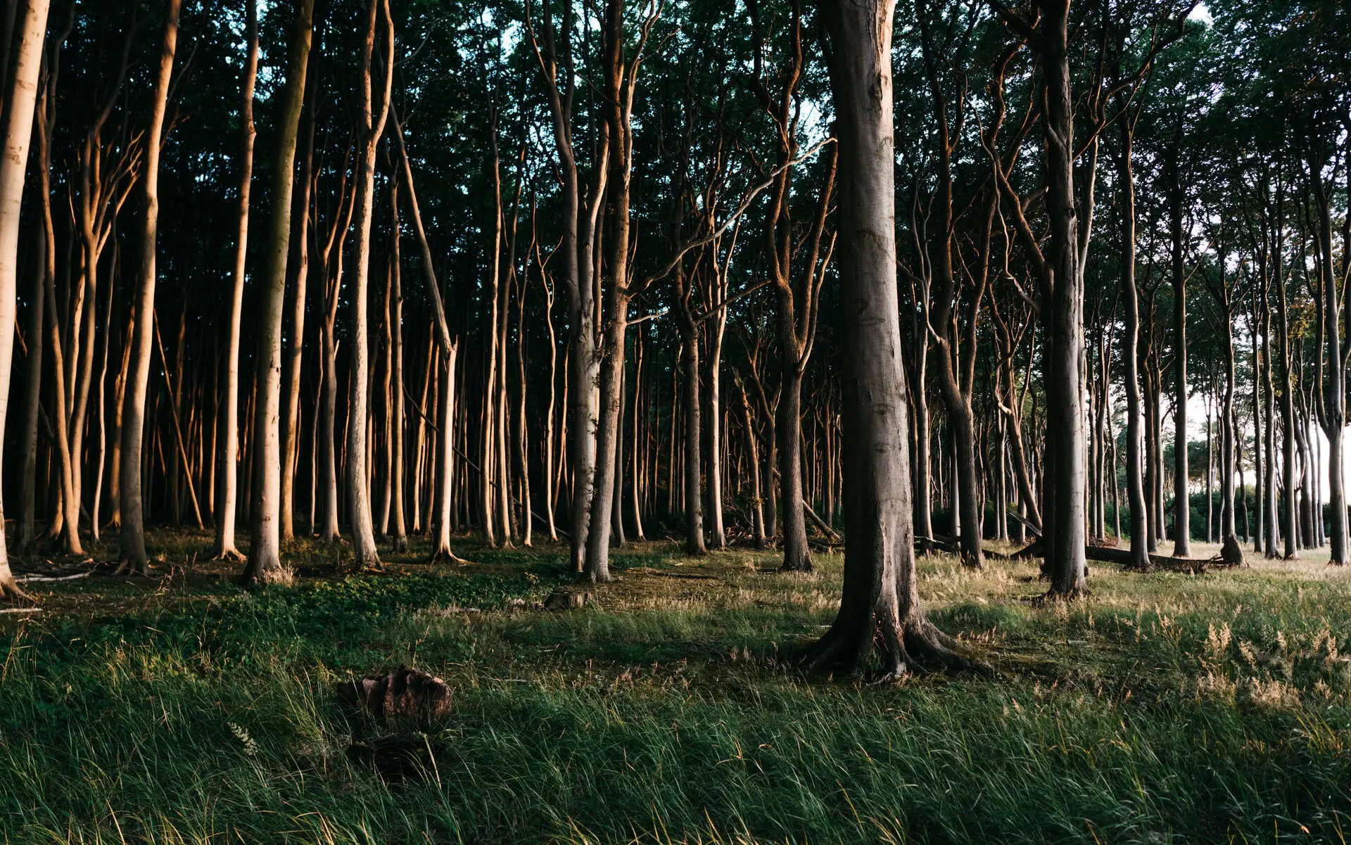 A section of forest with green grass blowing in the wind. 