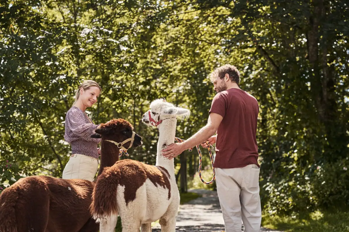 Alpaca hike A man and a woman stroking alpacas outdoors.