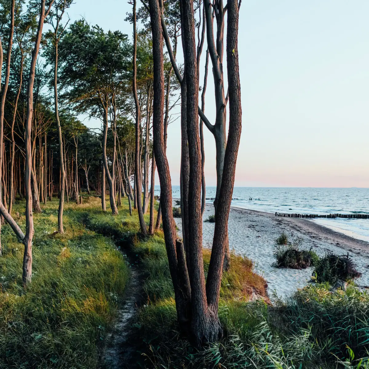 An idyllic coastal forest with slender trees stretching down to the beach and a view of the Baltic Sea at sunset.