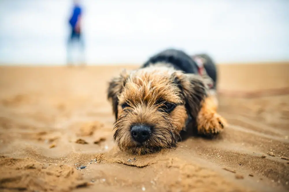 Dog on the beach A dog lies on the beach.