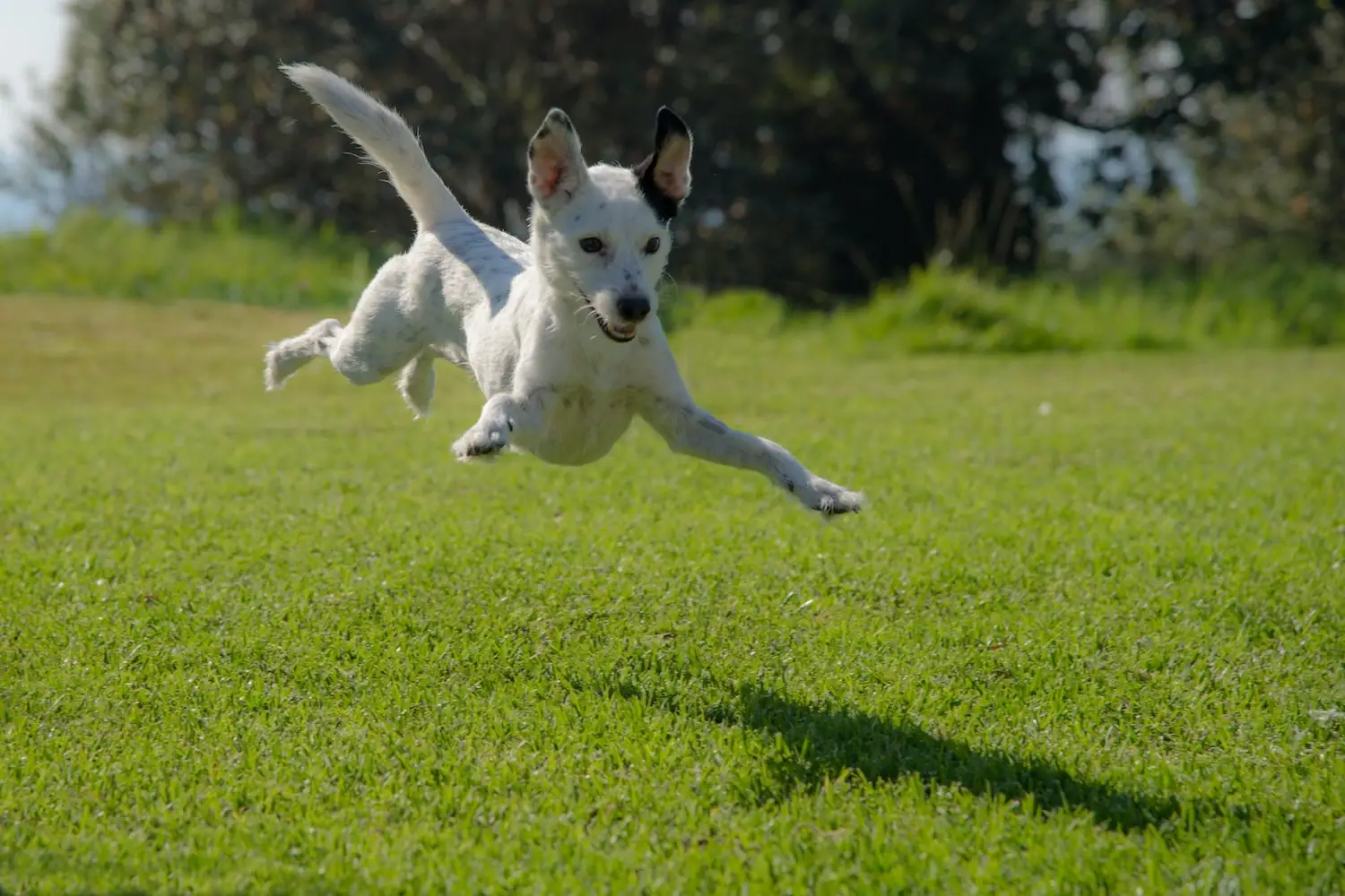 A small, white dog jumps around on a green meadow.