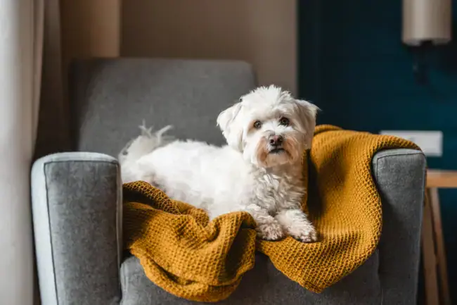 A terrier lies on a sofa.