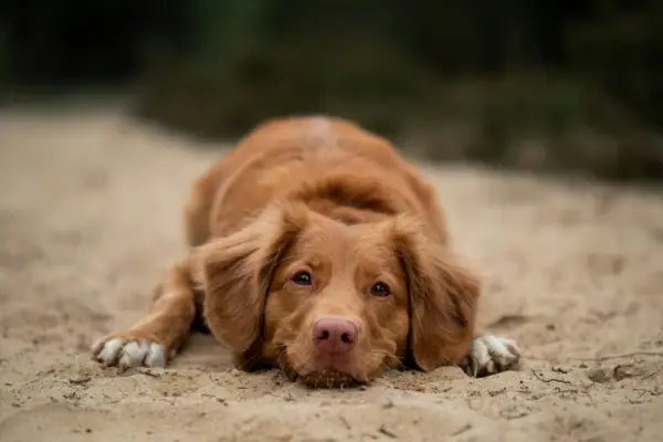 A brown dog lies in the sand.