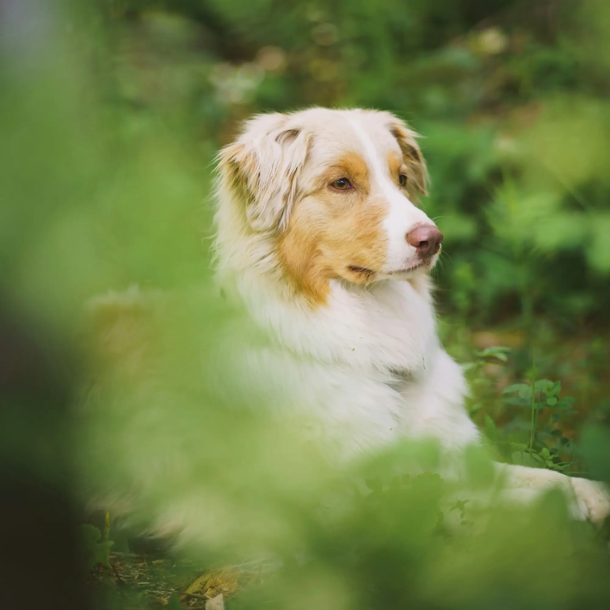 Dog A dog sits in the grass.
