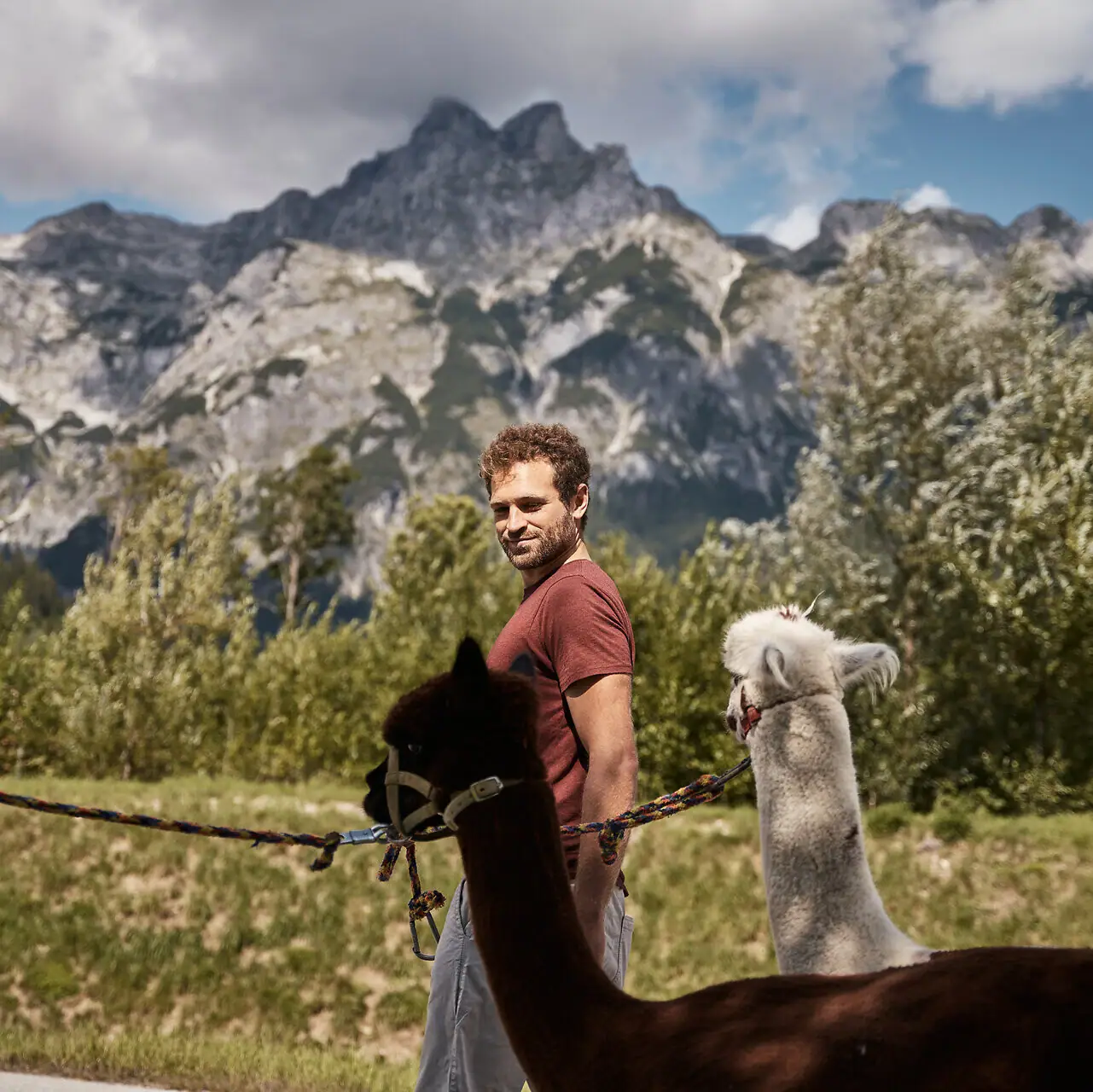 A man stands next to alpacas. The mountains of Werfenweng can be seen in the background.