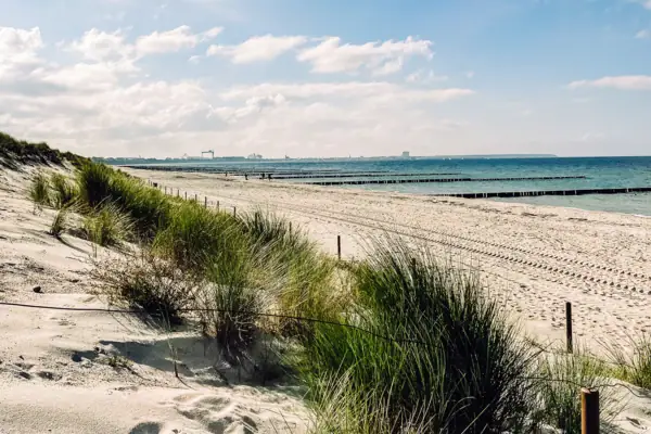 Sandy beach with plants and water in the background