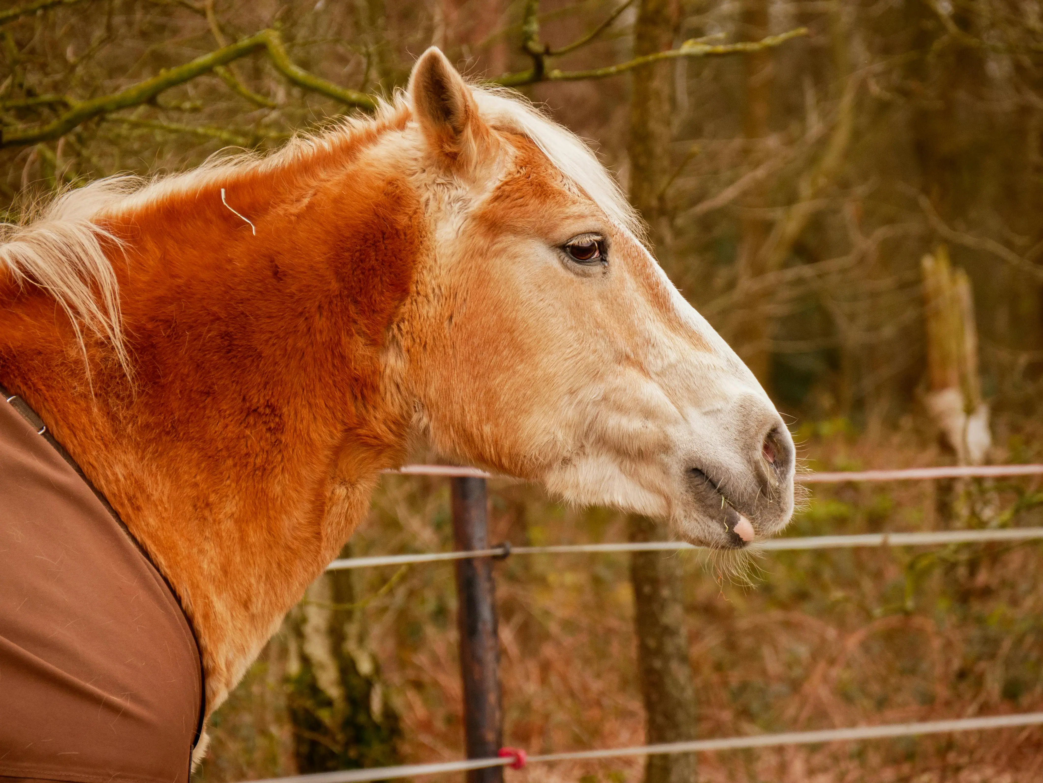 A horse standing outdoors with its tongue out.