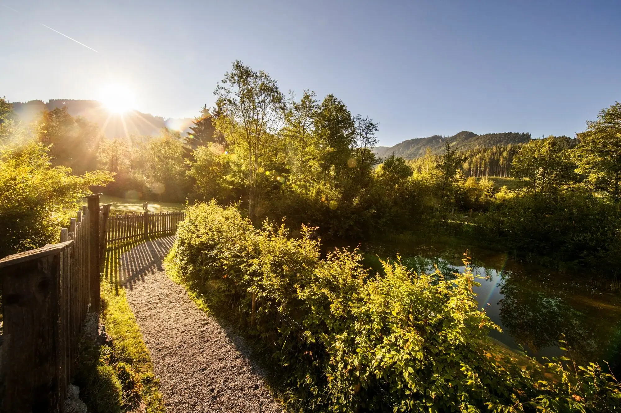 A path leads to a pond surrounded by trees and a fence.