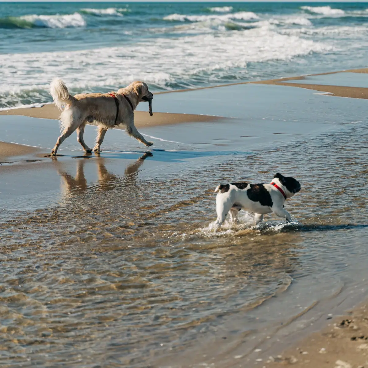 Beach with dogs Two dogs playing on the beach.