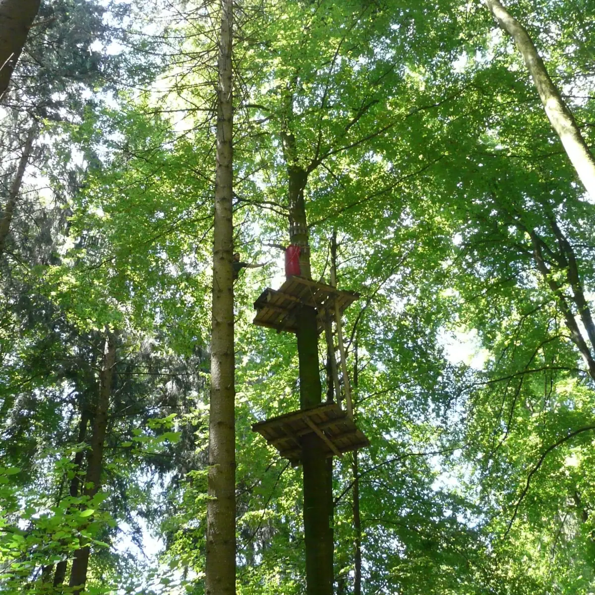 Climbing forest A person in a climbing forest.