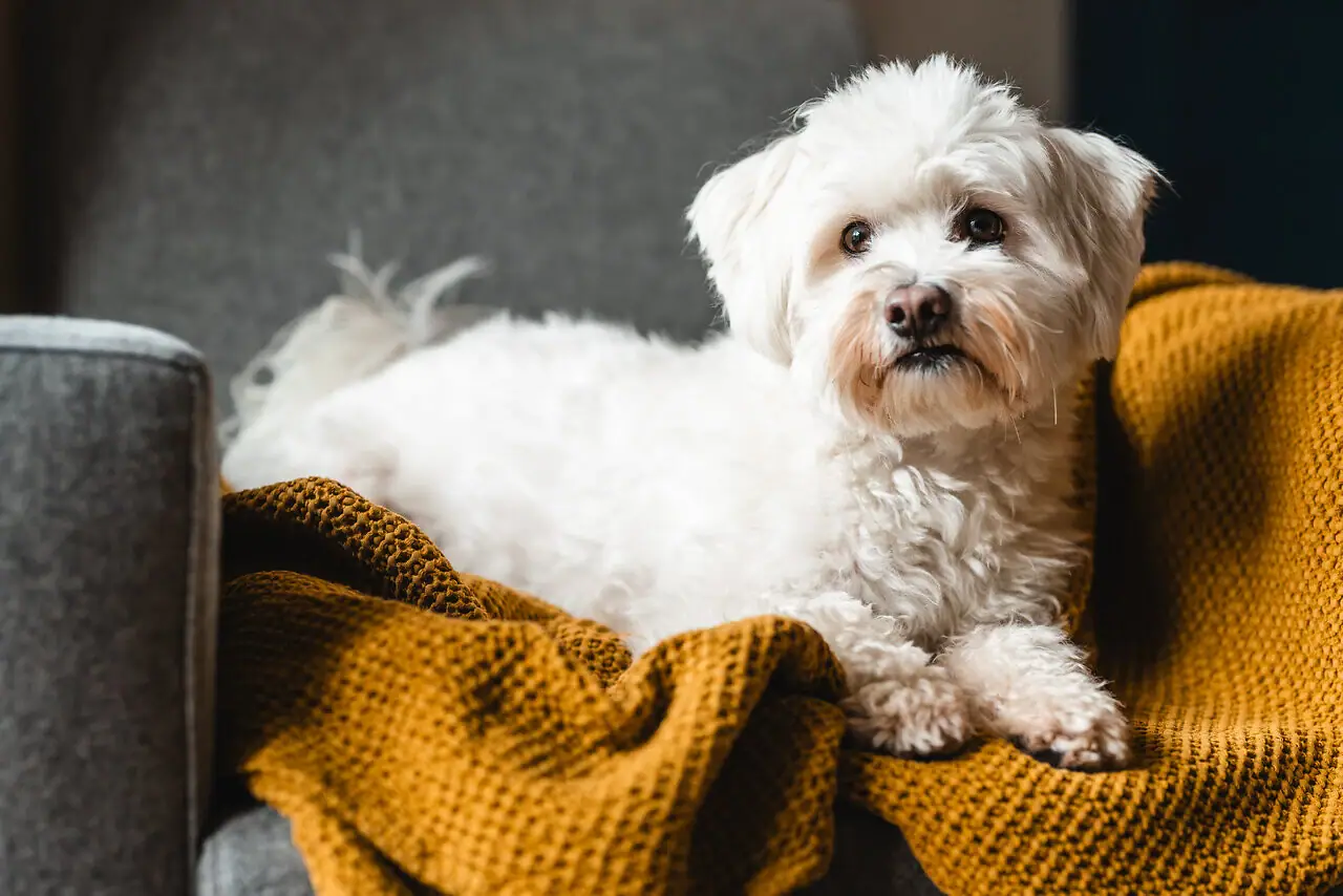 A small white dog lies on a blanket.