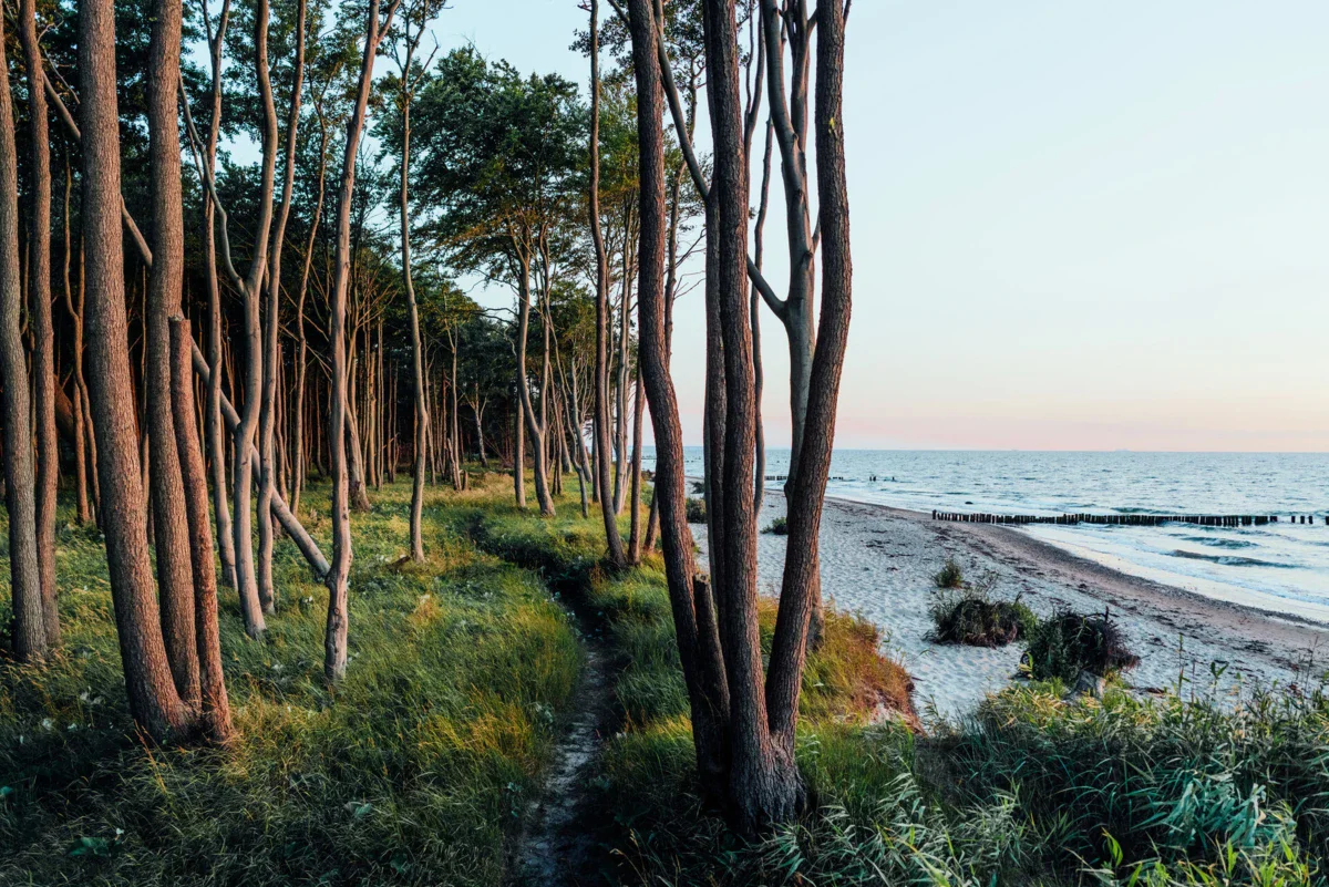 Ghost forest Nienhagen A path through a forest on the beach.