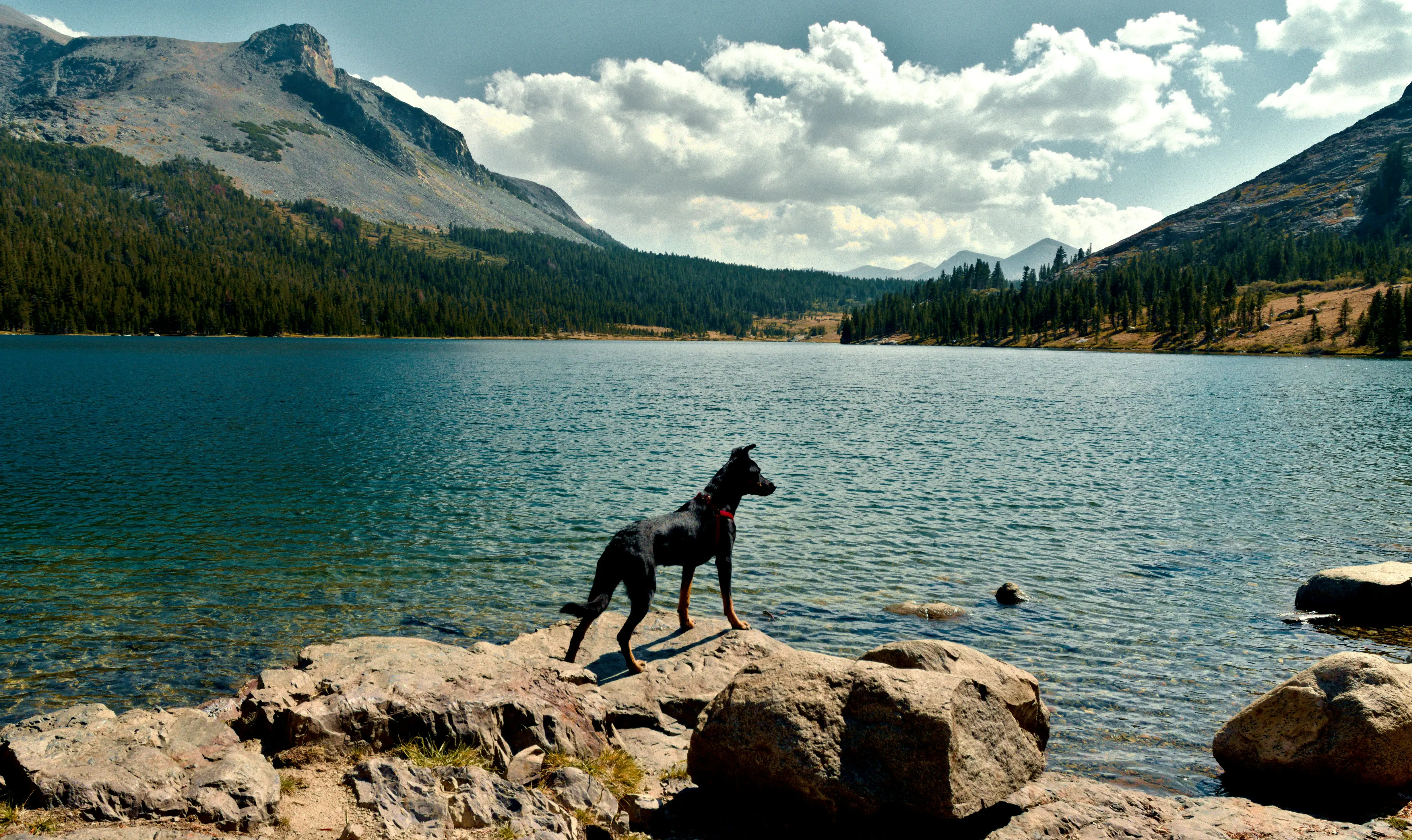 Dog by the lake A dog stands on a rock near a lake.
