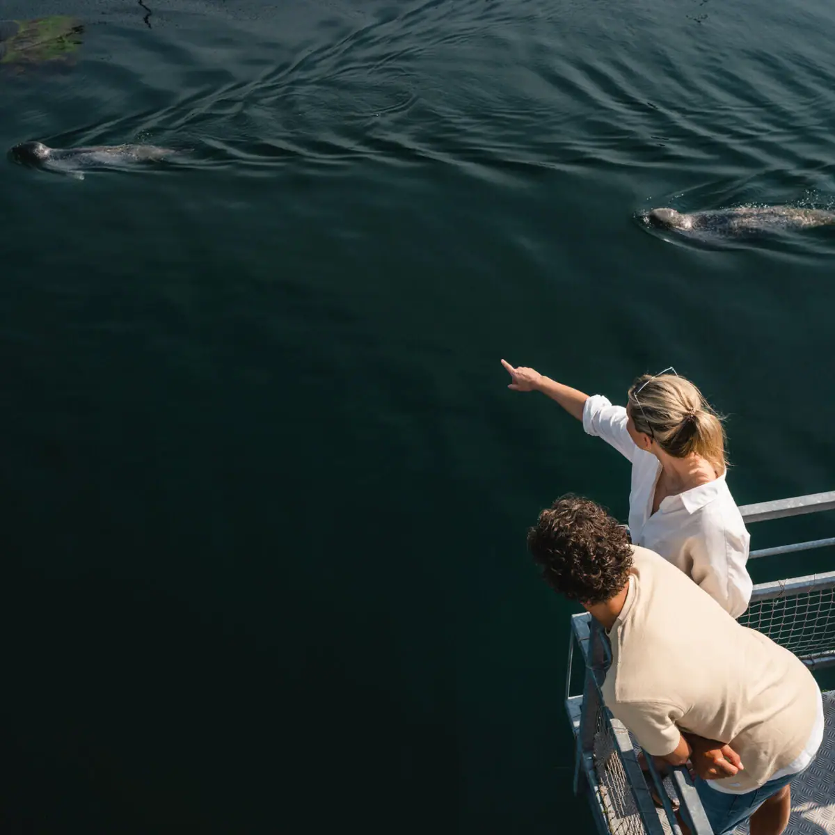 A group of people watching seals in the water.