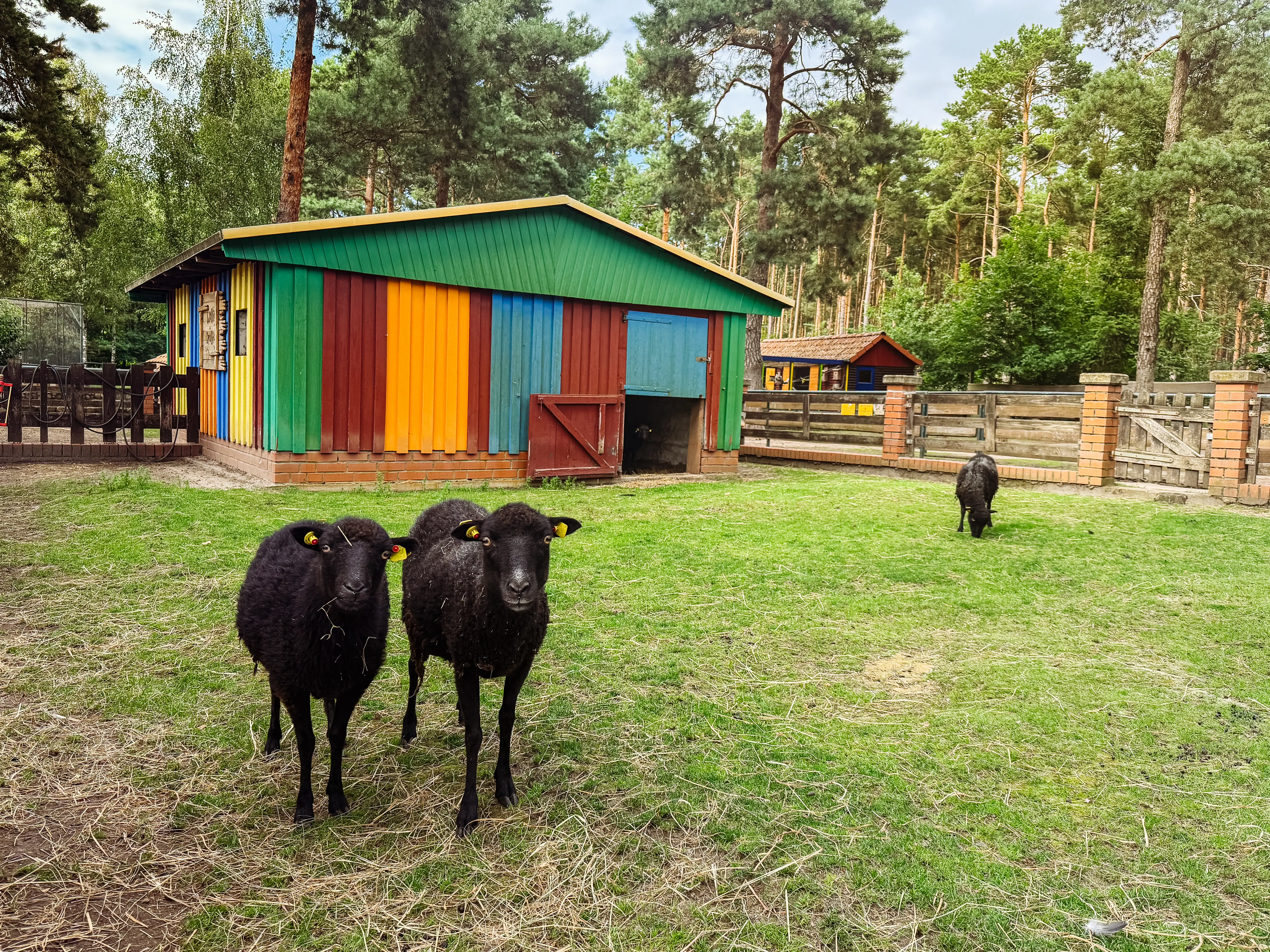 Two sheep in the petting zoo in the countryside