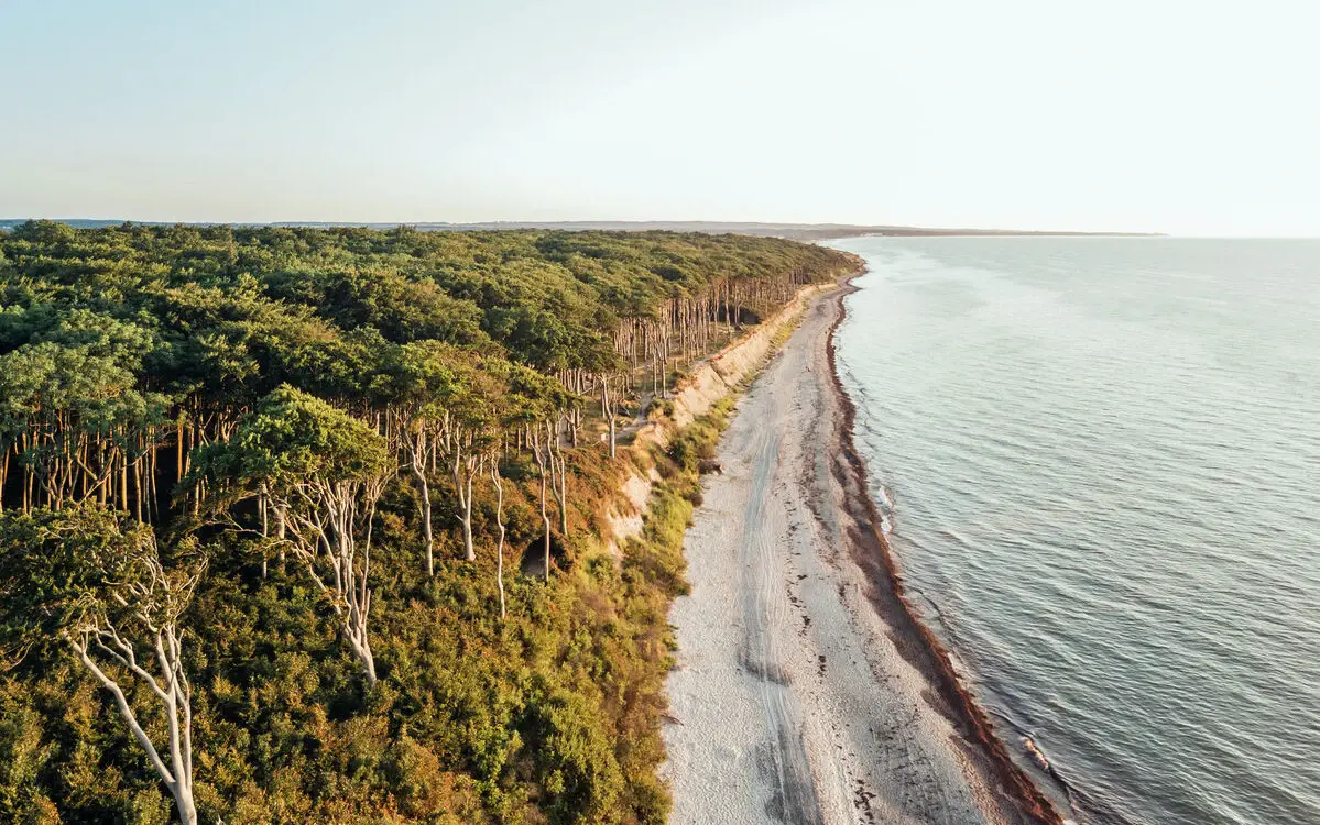 Aerial view of a section of beach bordered by a forest with tall trees. 