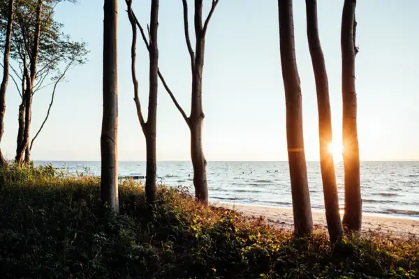 A group of trees on the beach in sunlight.