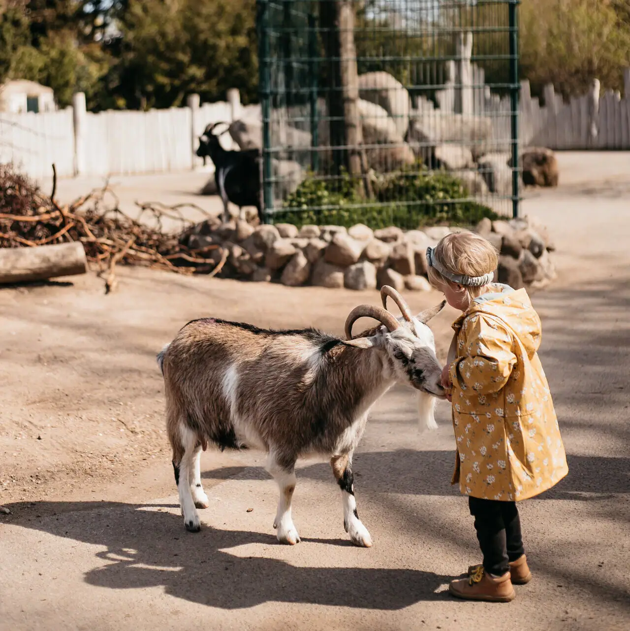 A child stands next to a goat.