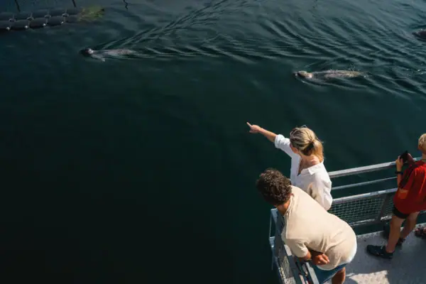 A group of people watch seals in the water.